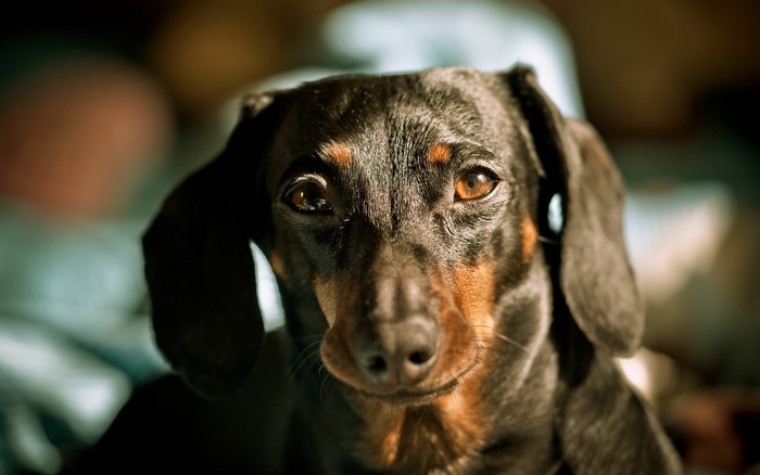 Close-up of a Dachshund dog's face