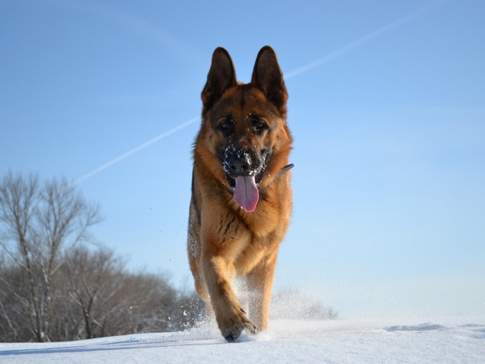 German Shepherd running in the snow