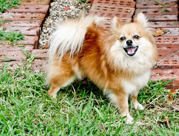 A fluffy Pomeranian dog standing on grass