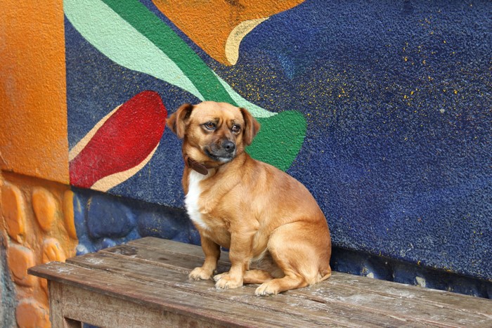 Brown dog sitting on a wooden bench in front of a colorful mural