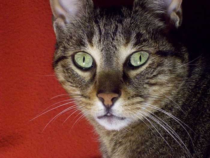 Close-up of a tabby cat's face