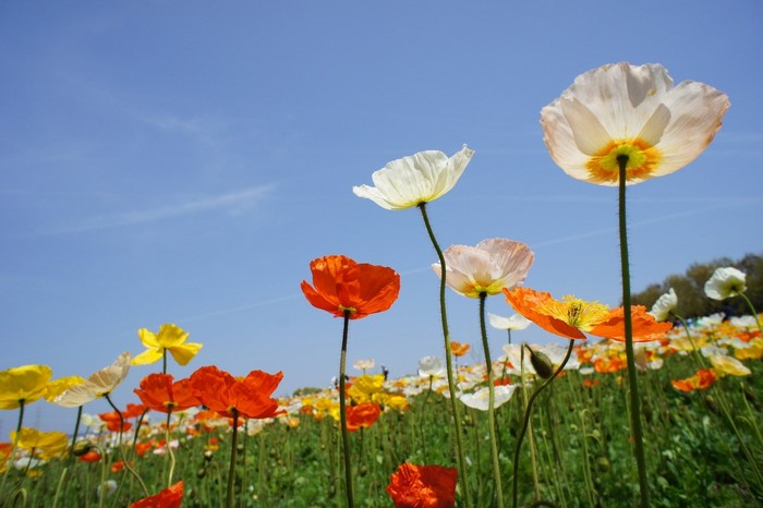 Field of colorful poppies under a blue sky