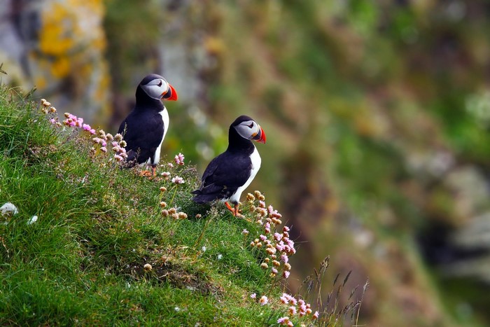 Two Puffins on a grassy cliff with flowers