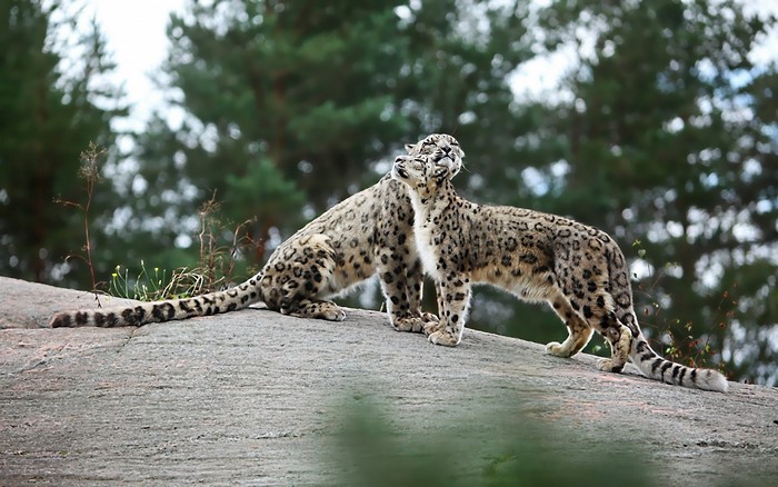 Two snow leopards interacting on a rock