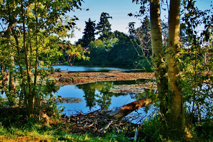 Lake with lily pads and trees