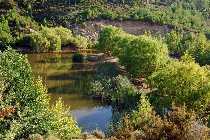 A tranquil lake surrounded by trees and vegetation