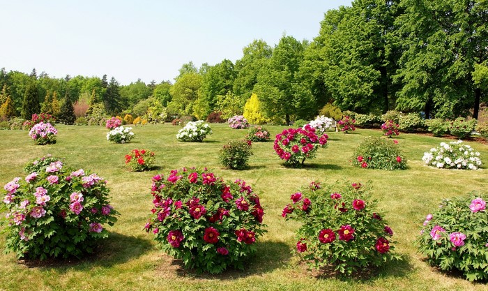 Peony bushes in bloom in a park