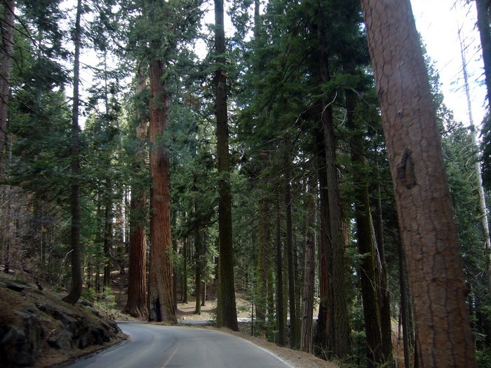 Road through Sequoia National Park, California