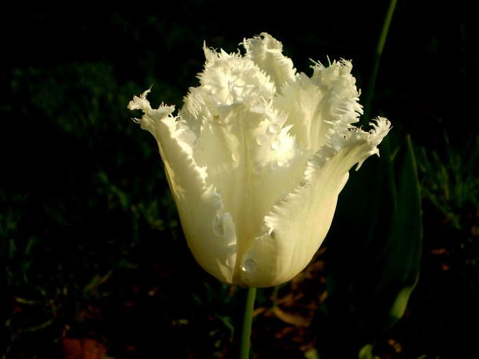 White fringed tulip with water droplets