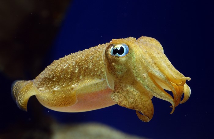 Cuttlefish swimming in dark blue water