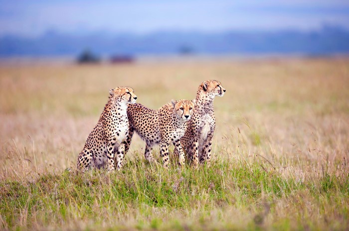 Three cheetahs sitting in a grassy field