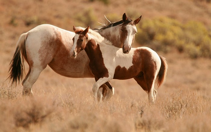 Two horses in a dry field
