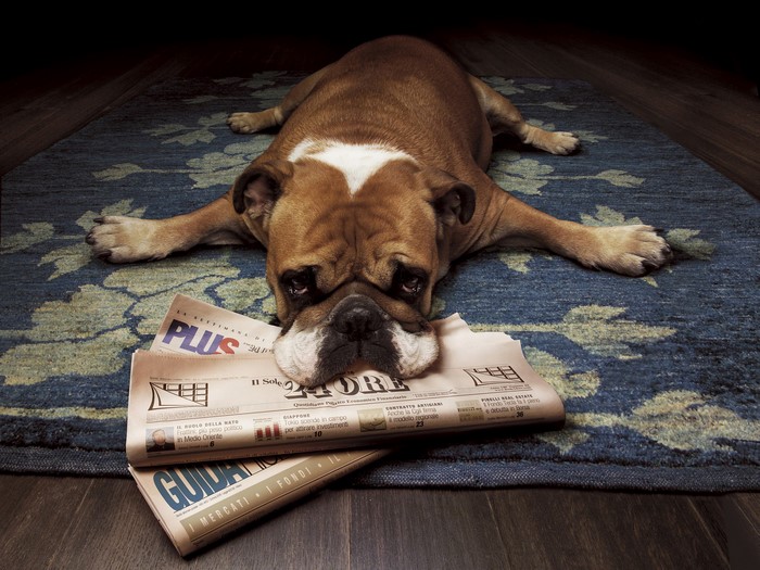 Bulldog chewing on newspapers on a rug