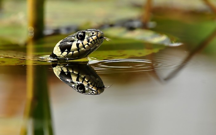 Grass snake emerging from water with reflection