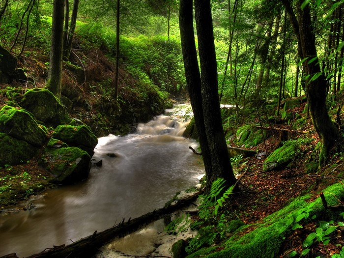 A forest stream flows through moss-covered rocks and trees