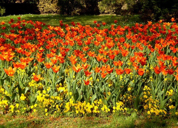 Field of orange tulips and yellow flowers