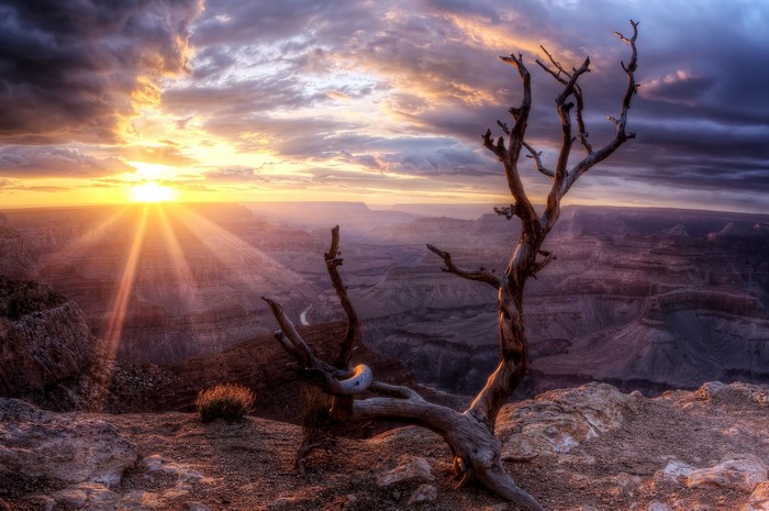 Grand Canyon at sunset with dead tree
