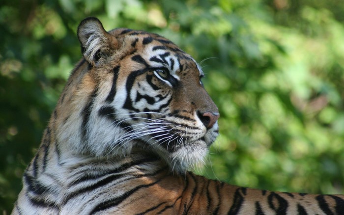 Tiger in a forest