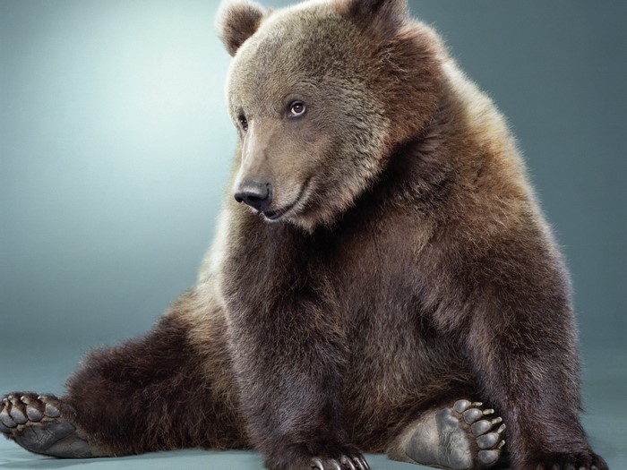 A brown bear sitting on a gray background