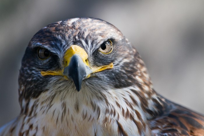 Close-up of a hawk's head