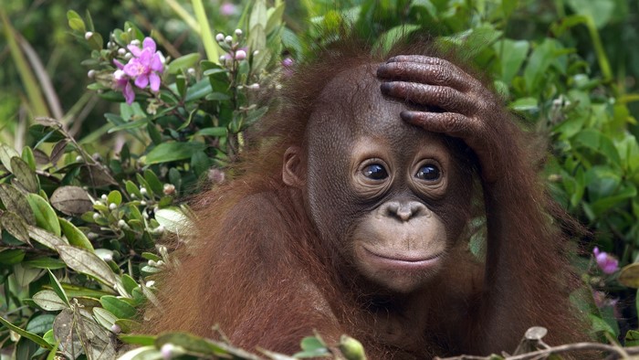 Young orangutan with hand on head in foliage