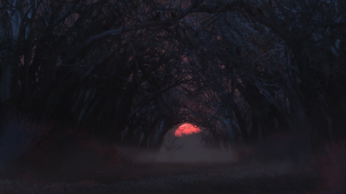 Dark forest path with red sun and fog