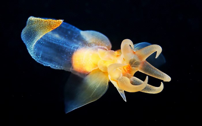 Sea angel swimming in dark water