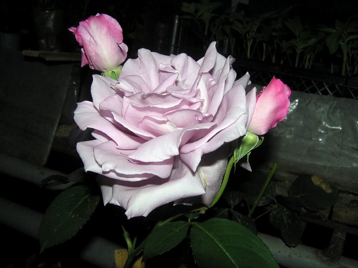 A light purple rose with pink buds