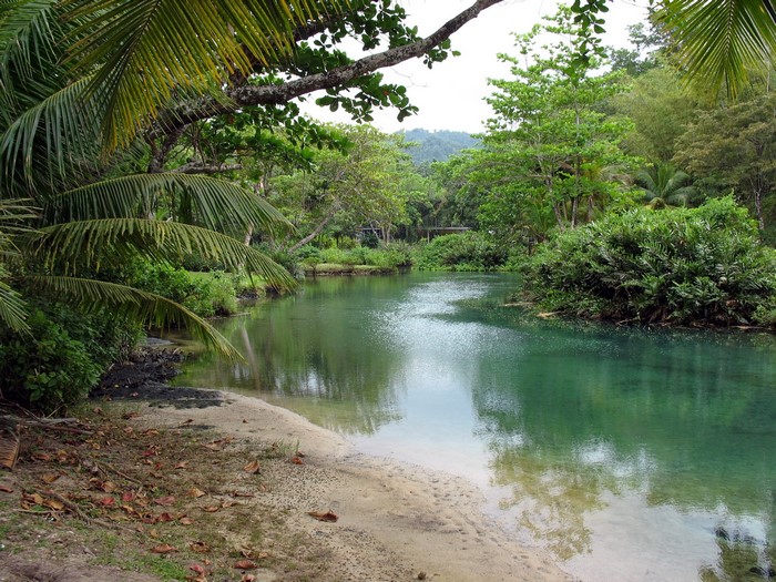 Tropical river with palm trees and lush vegetation