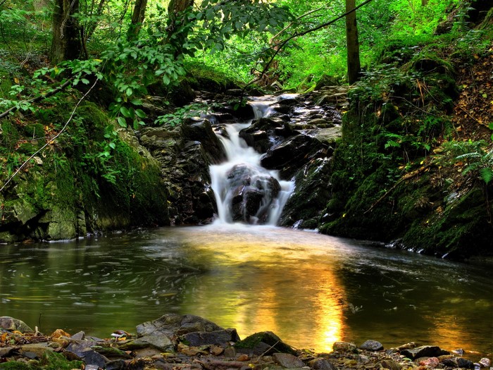Waterfall in a lush green forest