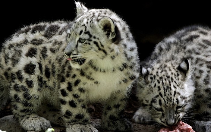 Two snow leopard cubs eating meat