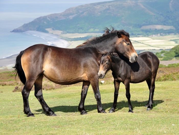 Two horses in a field with a coastal view
