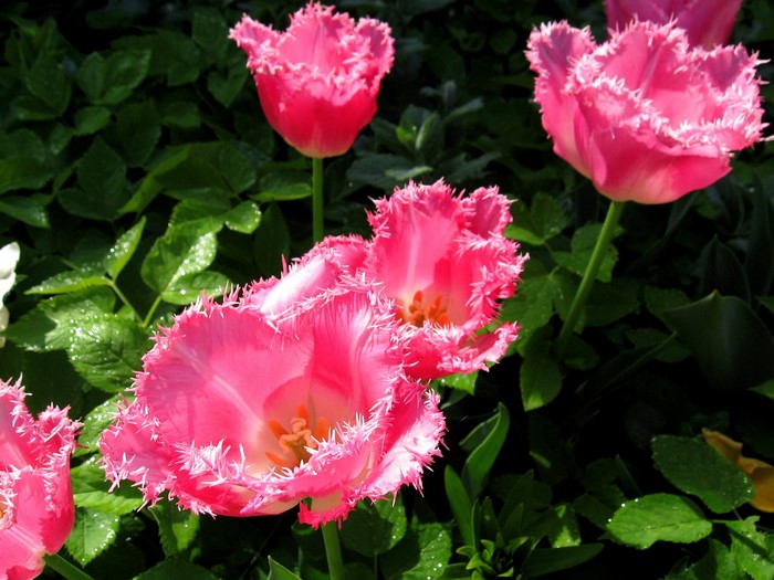 Pink fringed tulips in a garden