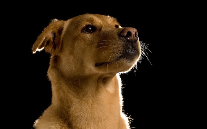 Golden retriever dog looking up against black background