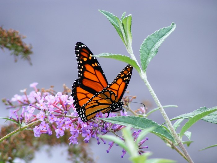 Monarch butterfly on purple flowers