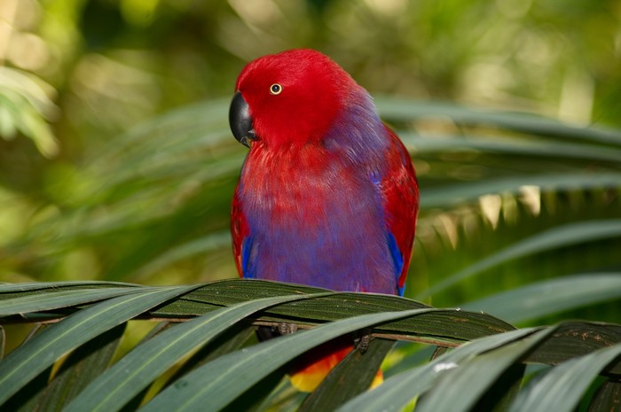 Red and purple eclectus parrot perched on a branch