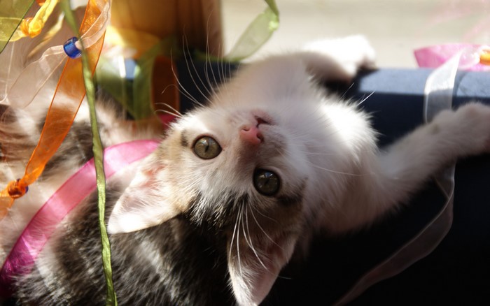 Kitten playing with ribbons
