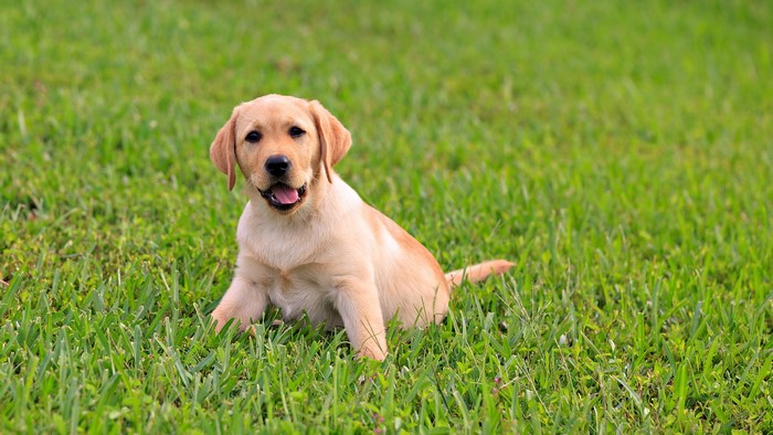 Yellow Labrador Retriever puppy sitting in grass
