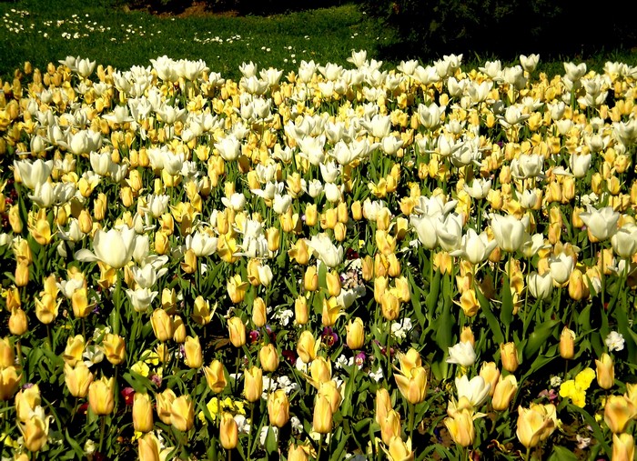 Field of white and yellow tulips
