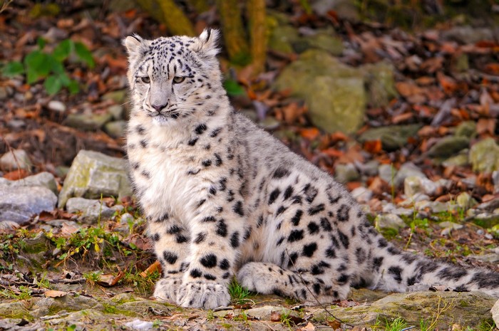 Snow leopard sitting on rocky ground with fallen leaves