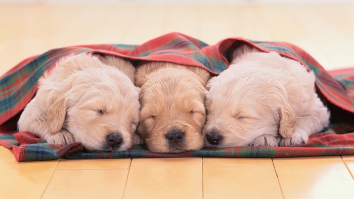 Three Golden Retriever Puppies Sleeping Under a Blanket