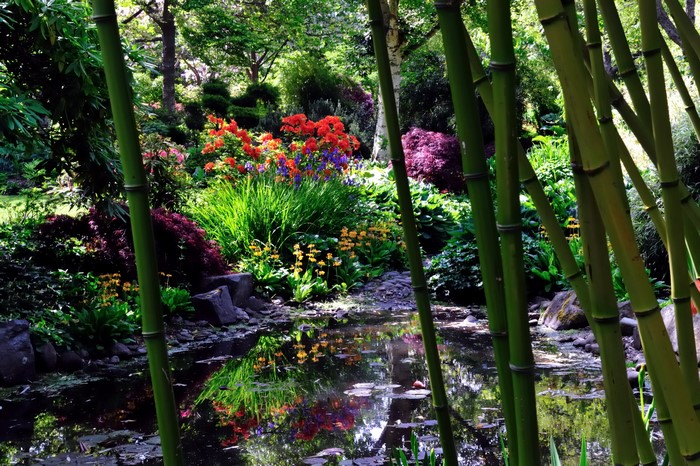 A tranquil garden pond with bamboo and colorful flowers