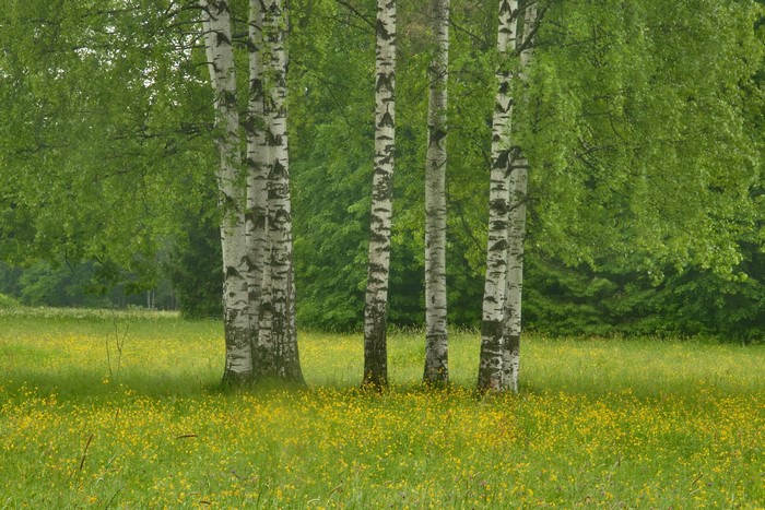 Birch trees in a meadow with yellow flowers