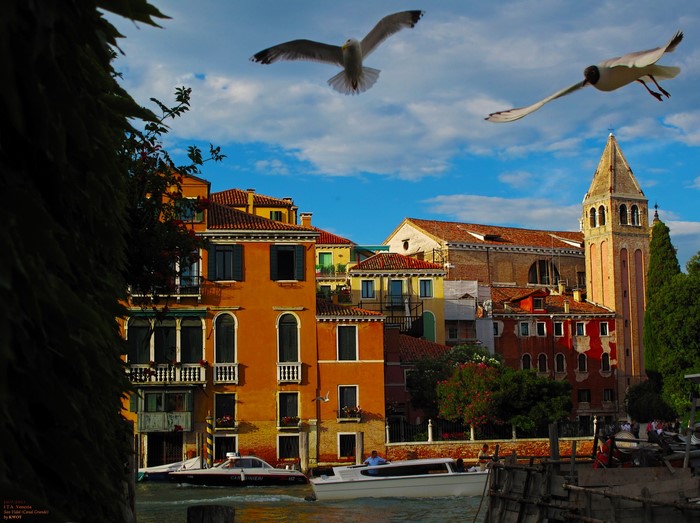 Seagulls flying over Venice canal with buildings and church tower