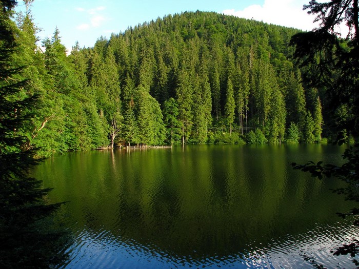 Lake surrounded by a dense forest