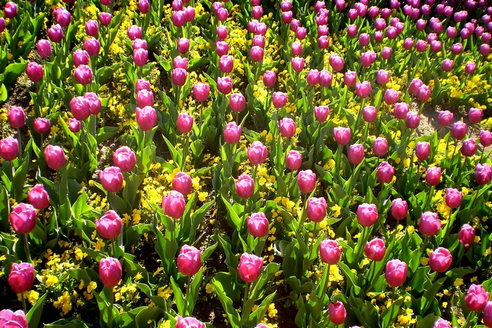 Field of Pink Tulips and Yellow Flowers