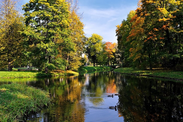 Autumn park with a river and ducks
