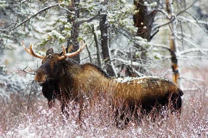 Moose in a snowy forest