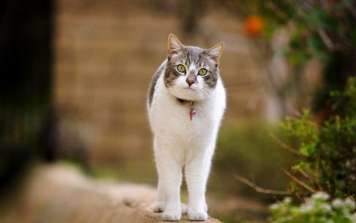 A tabby and white cat with green eyes