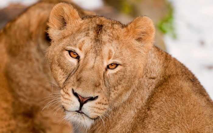 Close-up of a lioness's face